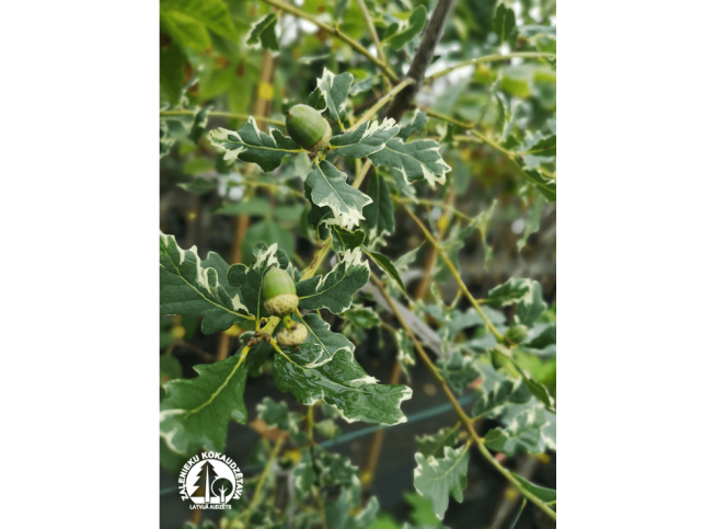 Quercus robur   'Argenteomarginata'